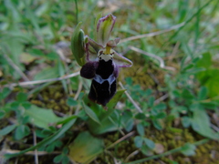 Ophrys reinholdii