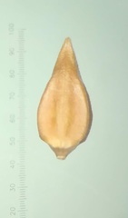 Lepidagathis keralensis