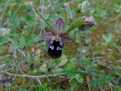 Ophrys reinholdii