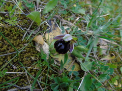 Ophrys ferrum-equinum