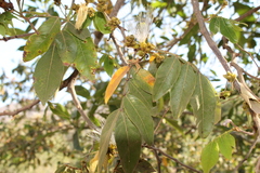 Inga eriocarpa