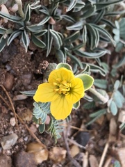 Senna pumilio