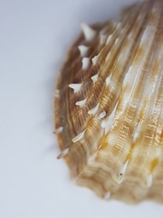 Acanthocardia aculeata