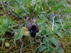 Ophrys reinholdii
