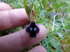 Ophrys reinholdii