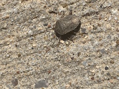 Hymenarcys nervosa