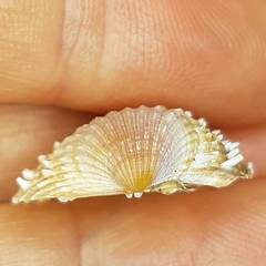 Acanthocardia aculeata