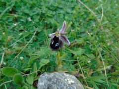 Ophrys reinholdii