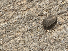 Hymenarcys nervosa