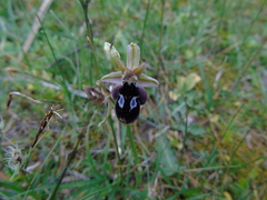 Ophrys reinholdii