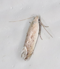 Anacampsis paltodoriella