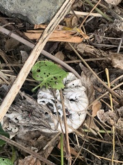 Taeniopoda varipennis