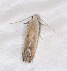 Anacampsis paltodoriella