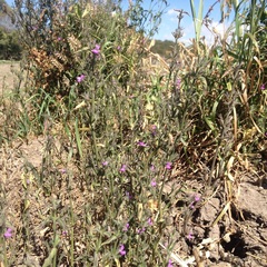 Dicliptera peduncularis