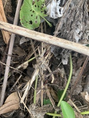 Taeniopoda varipennis