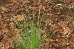 Festuca triflora