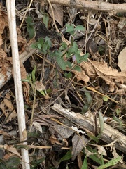 Taeniopoda varipennis