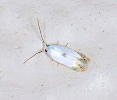 Pseudopostega quadristrigella