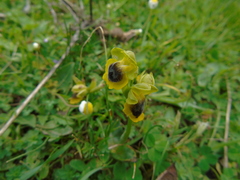 Ophrys lutea phryganae