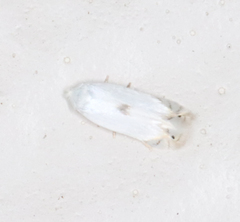 Pseudopostega quadristrigella