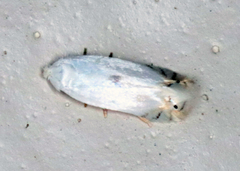 Pseudopostega quadristrigella