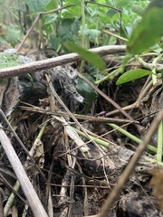 Taeniopoda varipennis