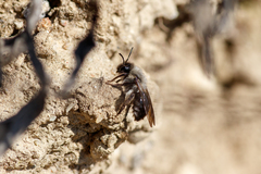 Andrena vaga