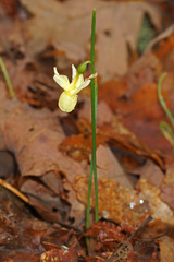 Narcissus triandrus pallidulus