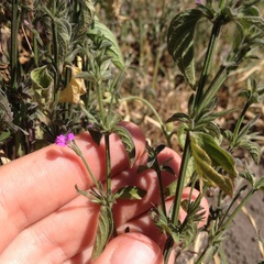 Dicliptera peduncularis