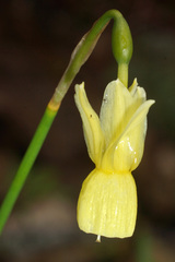 Narcissus triandrus pallidulus