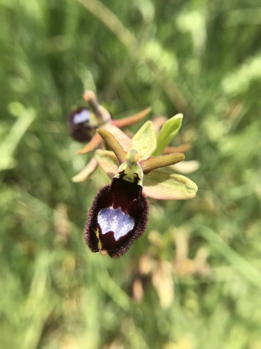 Bertoloni's bee orchid (Ophrys bertolonii)