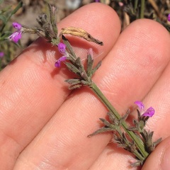 Dicliptera peduncularis