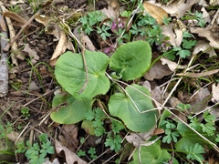 Doronicum pardalianches
