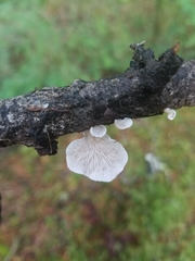 Crepidotus epibryus