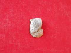 Isognomon janus