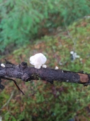 Crepidotus epibryus