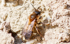 Andrena apicata