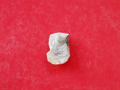 Isognomon janus