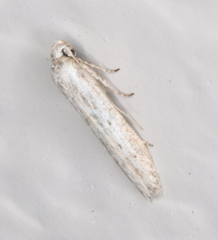 Haplochrois bipunctella