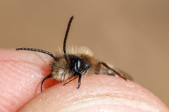 Andrena apicata