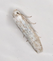 Haplochrois bipunctella