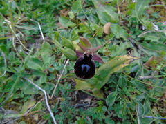 Ophrys ferrum-equinum