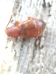Lesteva sicula