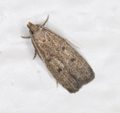 Glyphidocera democratica