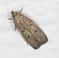 Glyphidocera democratica