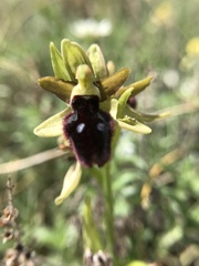 Ophrys promontorii