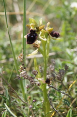 Ophrys promontorii