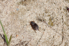 Maladera holosericea