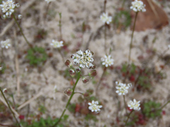 Teesdalia