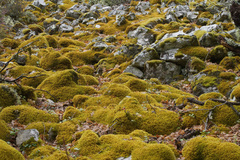 Scleropodium cespitans